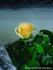 Goldy Kordana ™ rose photo