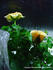 Goldy Kordana ™ rose photo