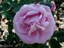 Clara Cochet rose photo