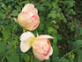 Huntington's Hero rose photo
