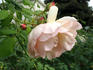 Huntington's Hero rose photo