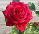 Arctic Flame rose photo