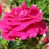 Arctic Flame rose photo