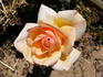 Altesse ® rose photo