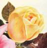 Mrs. S. K. Rindge rose photo