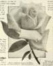 Fragrant Bouquet rose photo