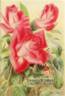 Killarney Brilliant rose photo