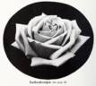 Farbenkönigin rose photo
