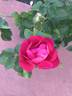 Party Hardy rose photo
