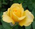 Doris Day rose photo