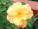 Sunglow rose photo