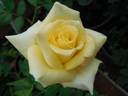 Hopie Girl rose photo
