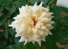 Star Dust ™ rose photo