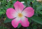 Tom Mayhew ™ rose photo
