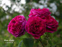 Madame Rena rose photo