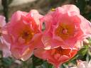 Canterbury rose photo