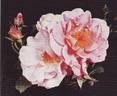 Canterbury rose photo