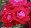 Fields of Fromelles rose photo