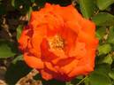Charme de Paris rose photo