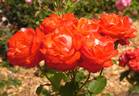 Charme de Paris rose photo