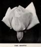 Mrs. Beatty rose photo