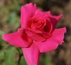 Chelsea rose photo