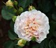 Badener Rosentraum rose photo