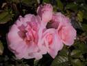 Caring For You rose photo