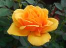Kupferkönigin ™ rose photo