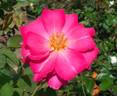 Neon Lights rose photo