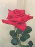 Kardinal Climbing rose photo