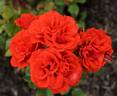 City of Belfast ® rose photo