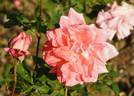 Age Tendre rose photo