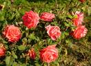 Aventure rose photo