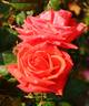 Aventure rose photo