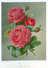 Victor Verdier rose photo