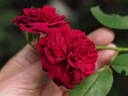 12 Tess of the D'Urbervilles OP 06 rose photo