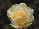 Ambiente rose photo