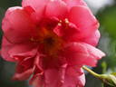 12 Westerland OP 09 rose photo