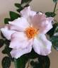Couture Rose Tilia rose photo