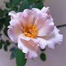 Couture Rose Tilia rose photo