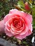 Just Fit rose photo