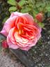 Just Fit rose photo
