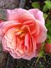 Just Fit rose photo