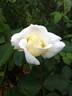 DPG-2016-kosgn-2 rose photo