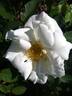 DPG-2016-kosgn-2 rose photo