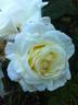 DPG-2016-kosgn-2 rose photo