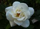 DPG-2016-kosgn-2 rose photo