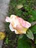 DPG-2016-kosgn-2 rose photo