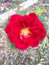 DPG-240215-1X rose photo
